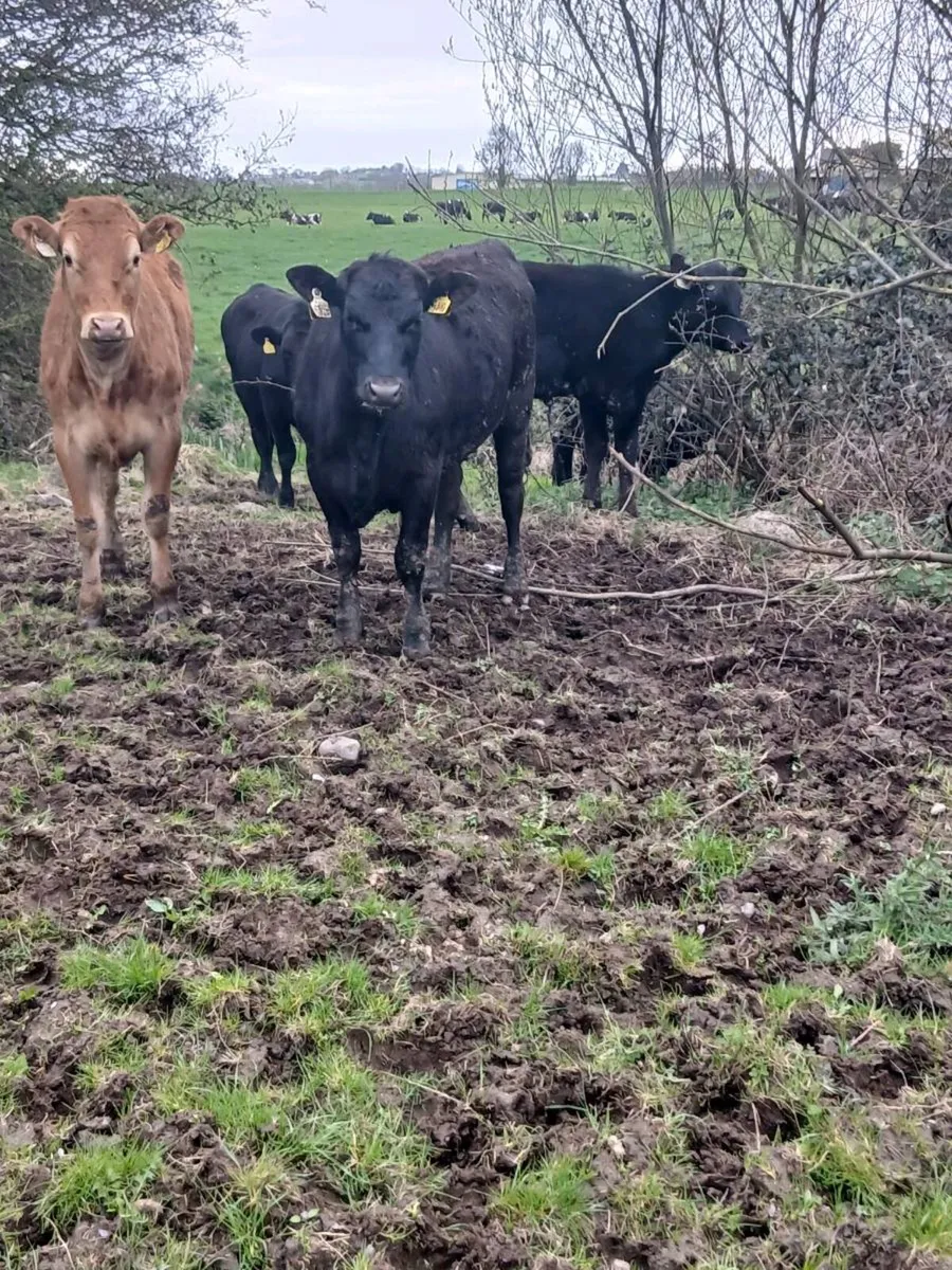 Sourcing of Calves,stores,forward stores,and beef - Image 3