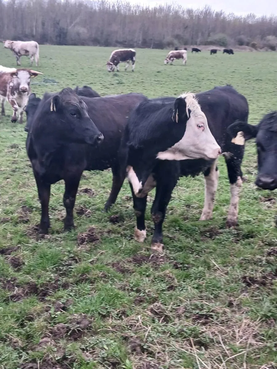 Sourcing of Calves,stores,forward stores,and beef - Image 4