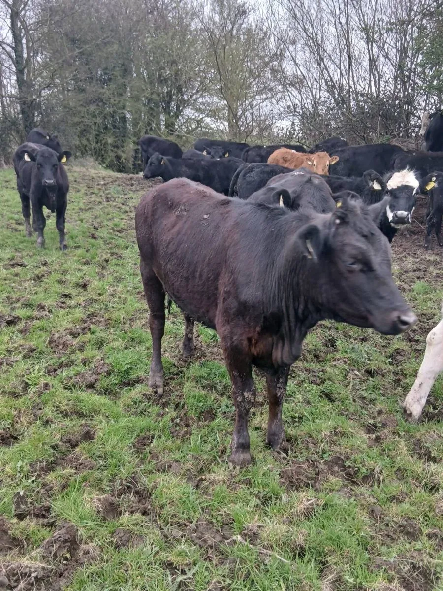 Sourcing of Calves,stores,forward stores,and beef - Image 1