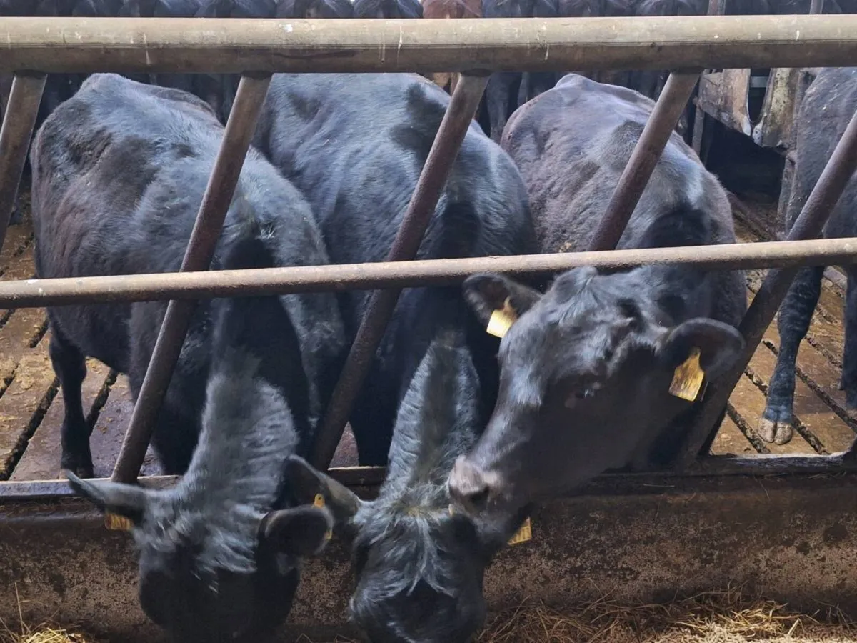 Angus/ limousin store heifers - Image 2