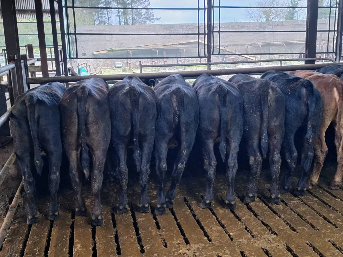 Angus/ limousin store heifers - Image 1