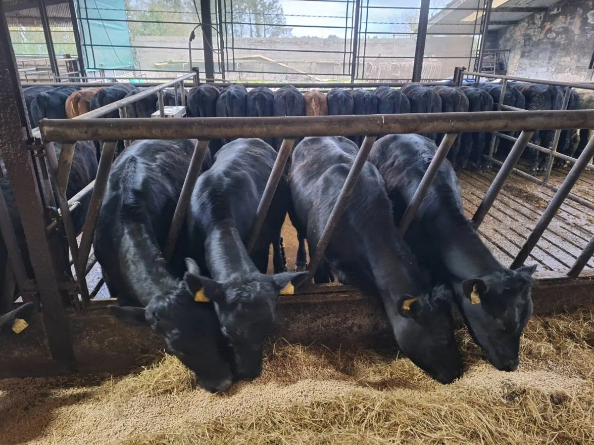 Angus/ limousin store heifers - Image 3