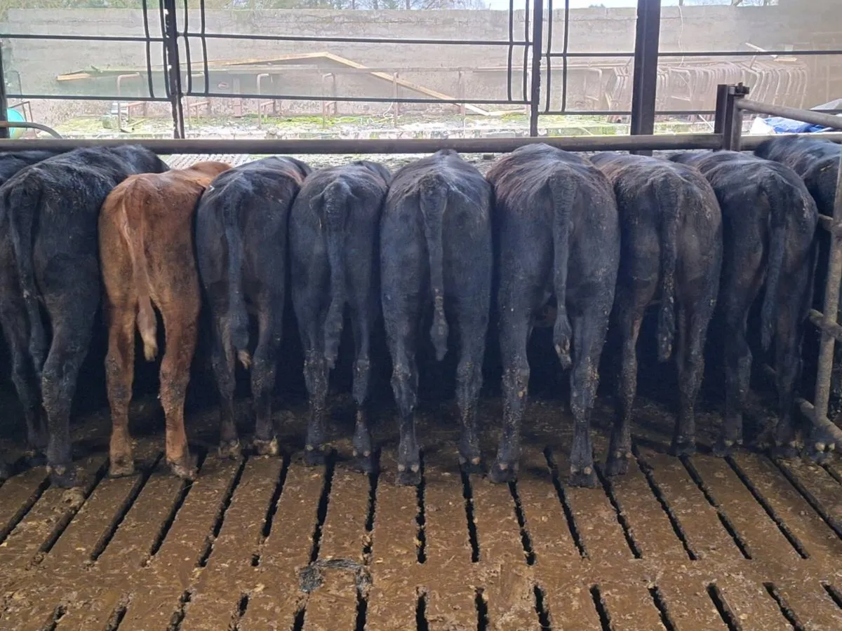 Angus/ limousin store heifers - Image 4