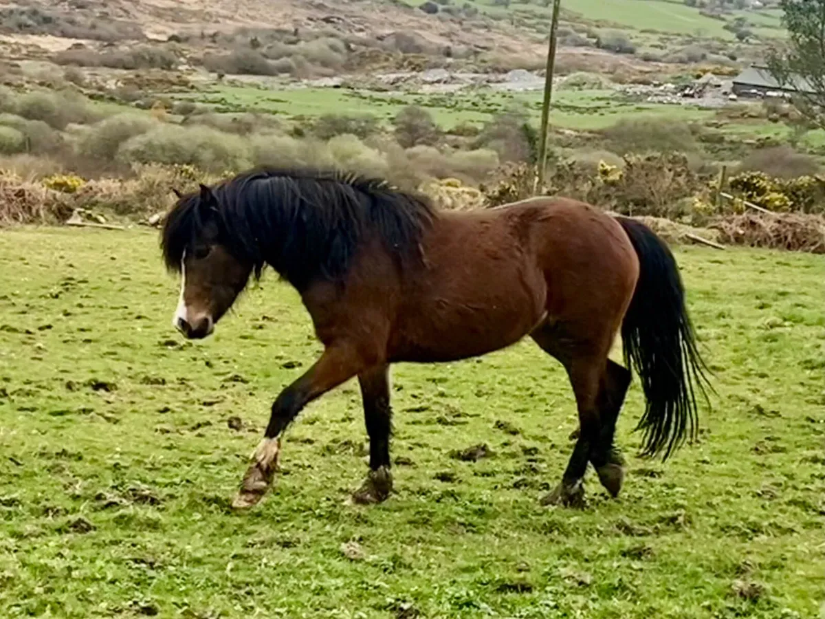 Welsh sec c 2 year old  filly - Image 1