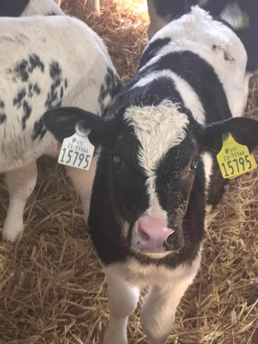 Hi EBI Heffer Calfs - Image 1