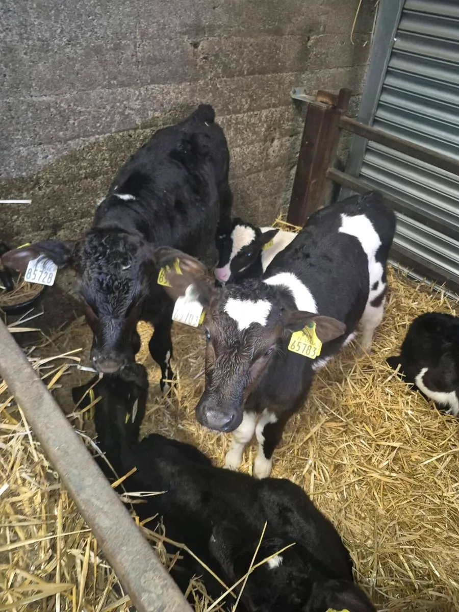 Hi EBI Heffer Calfs - Image 2