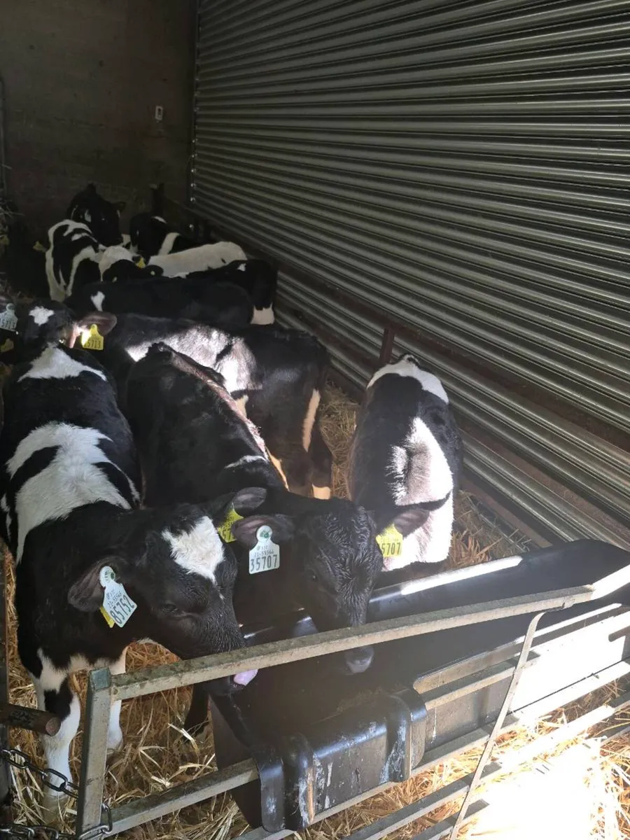 Hi EBI Heffer Calfs - Image 3