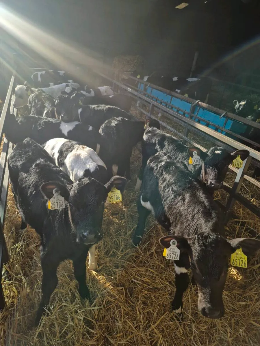Hi EBI Heffer Calfs - Image 4