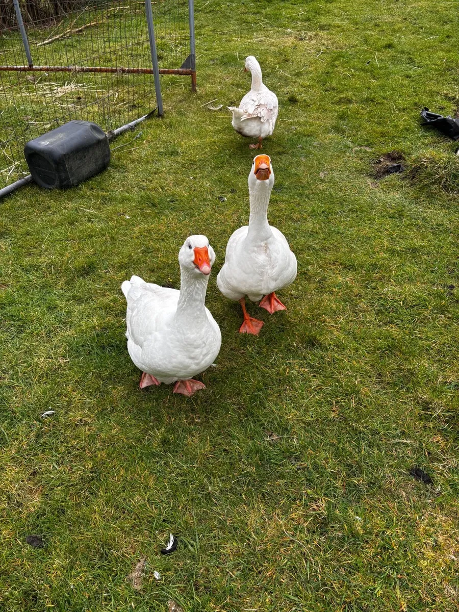 Geese - Image 3