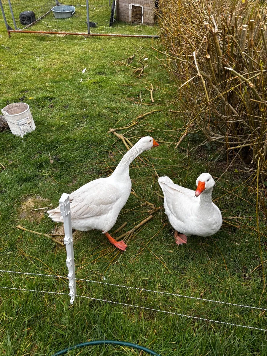Geese - Image 1