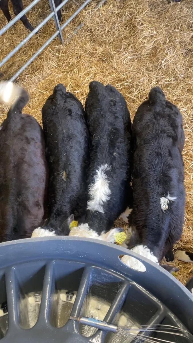 Good strong white head calves for sale - Image 2