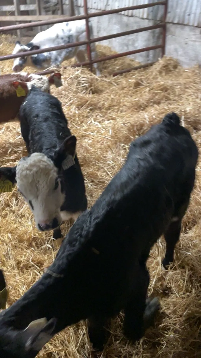Good strong white head calves for sale - Image 3