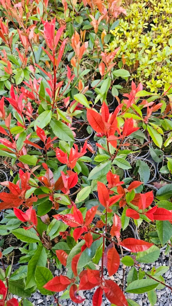 Red Robin Hedging TWO EUROS - Image 1
