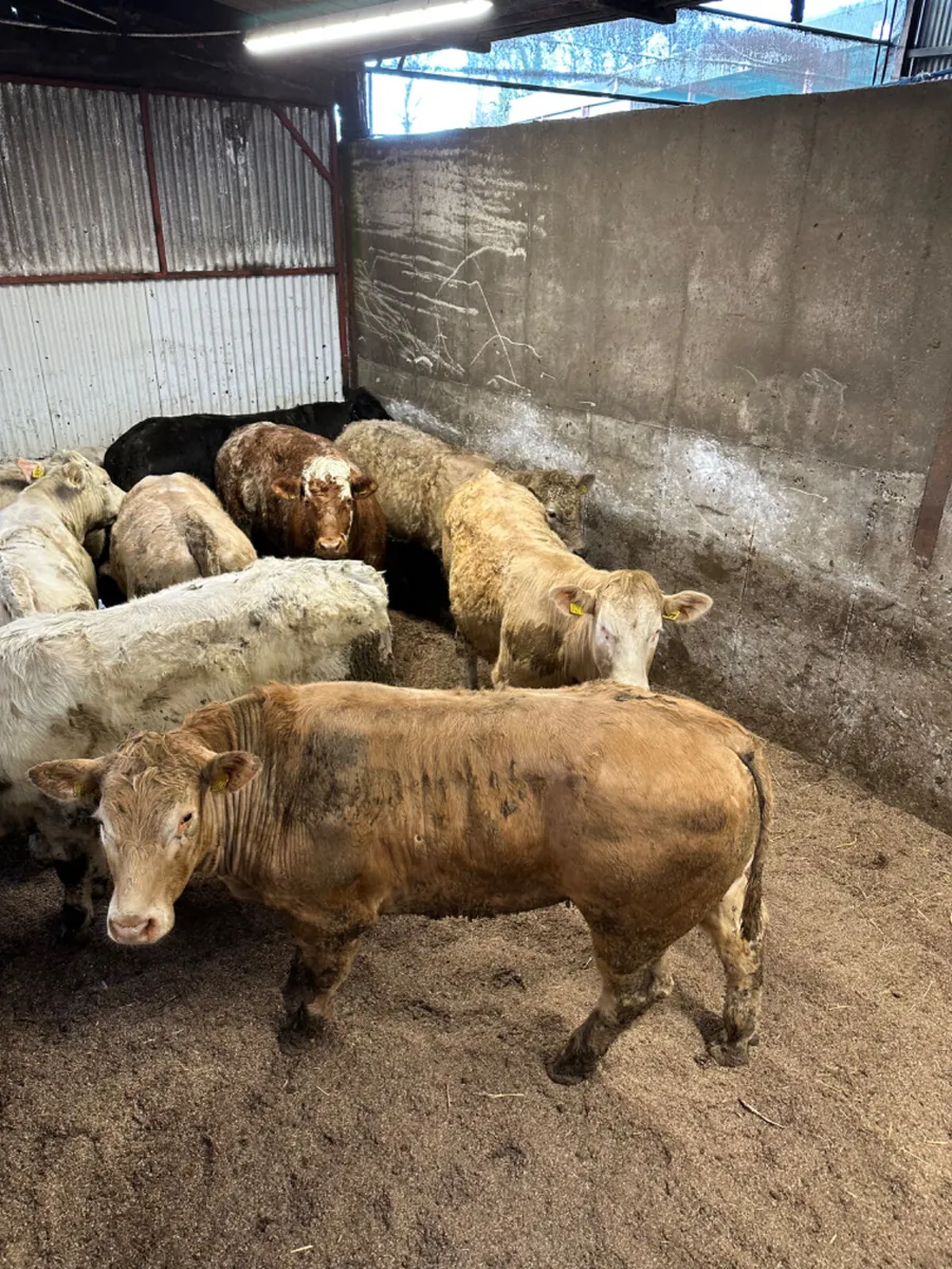 Forward Charolais bullocks - Image 2