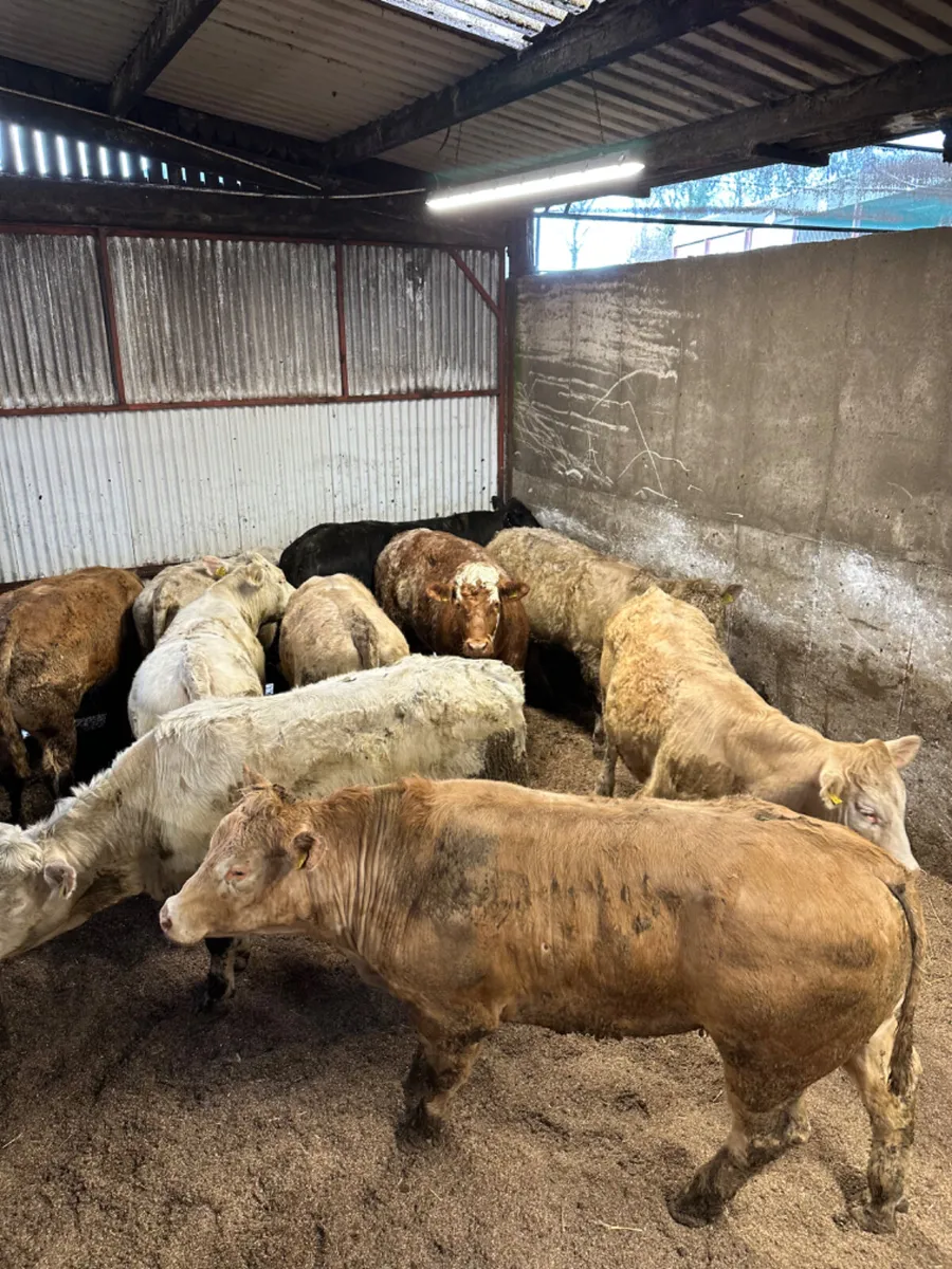 Forward Charolais bullocks - Image 1