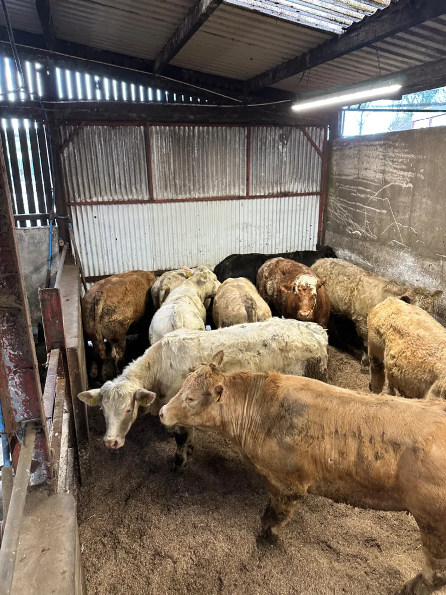 Forward Charolais bullocks - Image 3