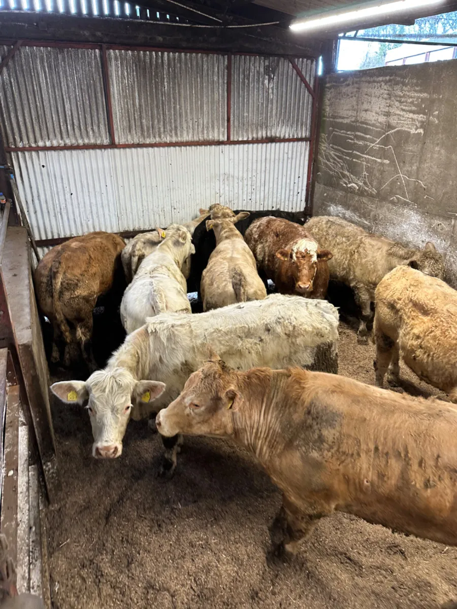 Forward Charolais bullocks - Image 4