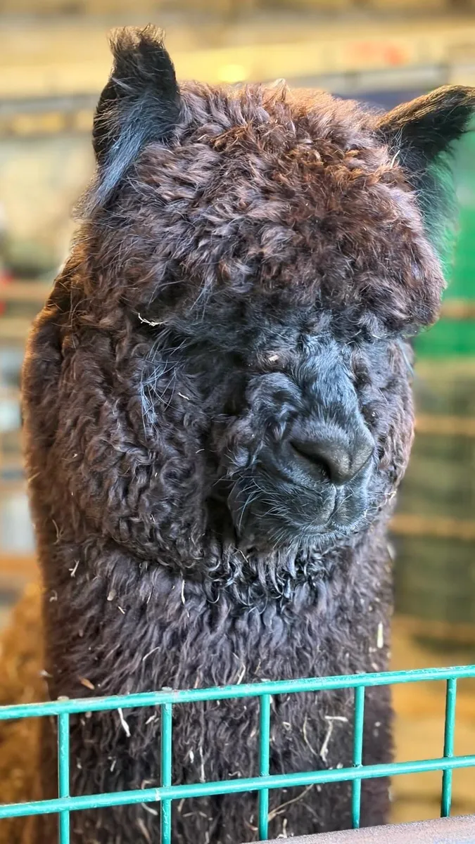 Alpaca - Image 1
