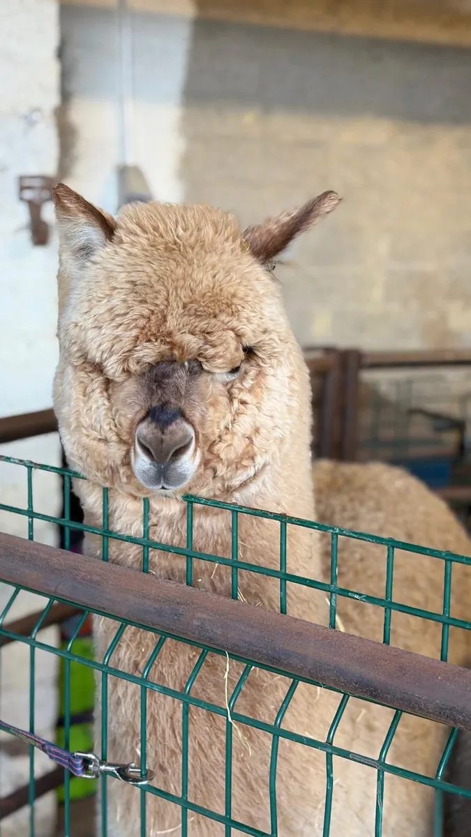 Alpaca - Image 2
