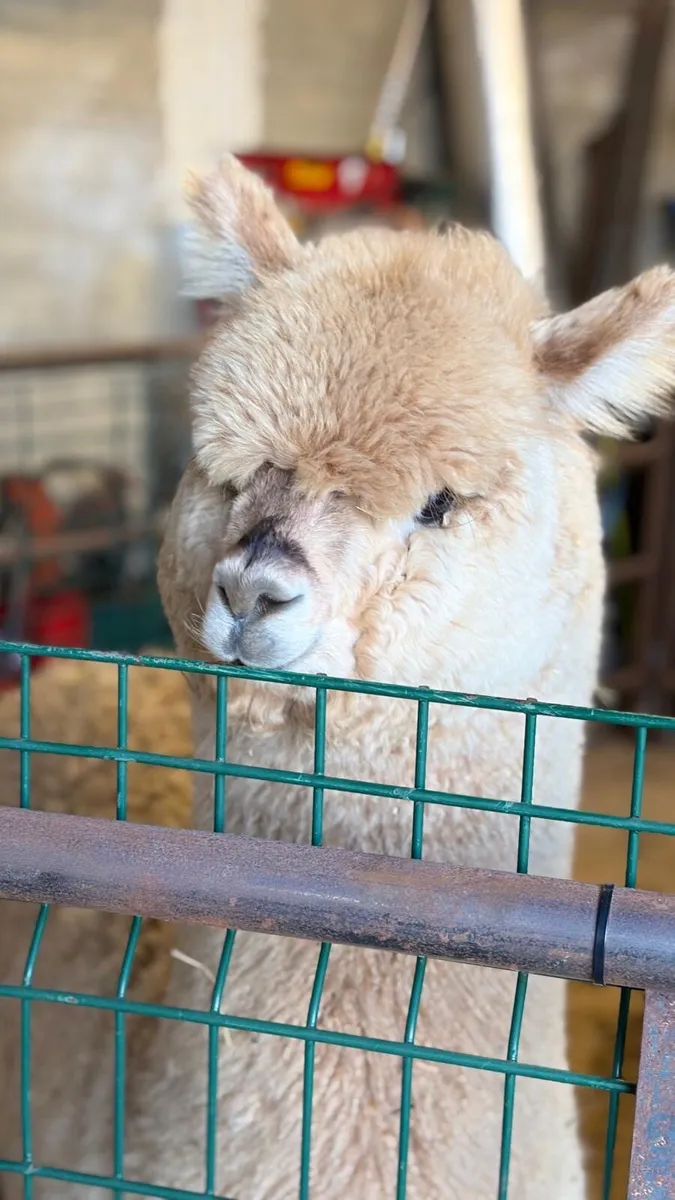 Alpaca - Image 3