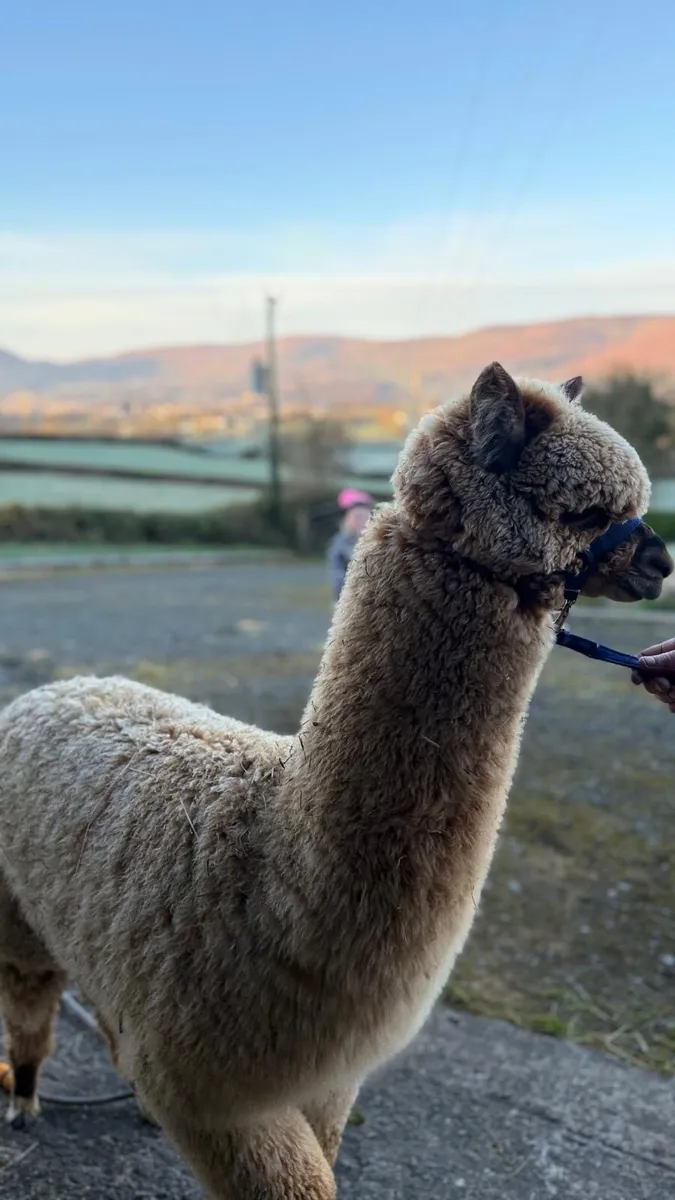 Alpaca - Image 4