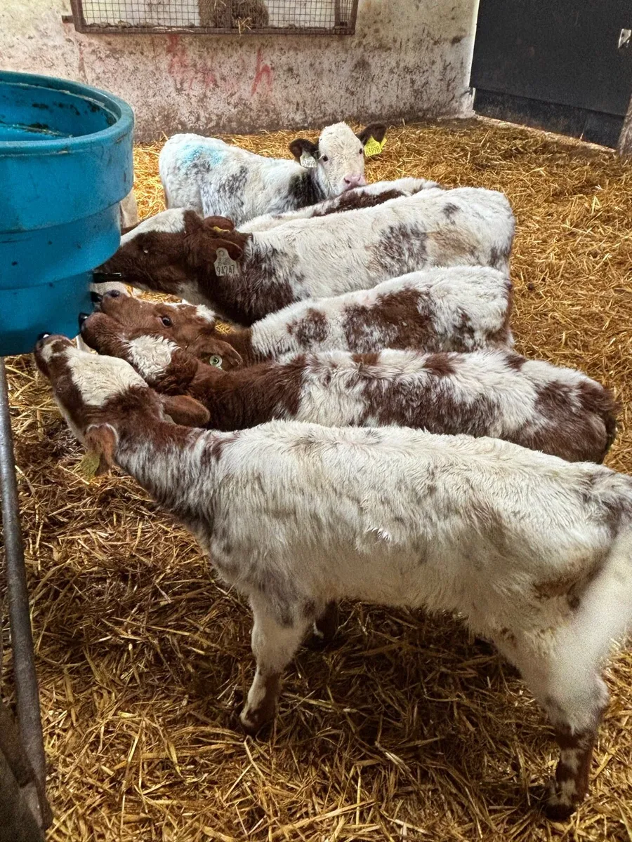 🔥 🔥 RED ROAN HEIFERS 🔥🔥 - Image 1