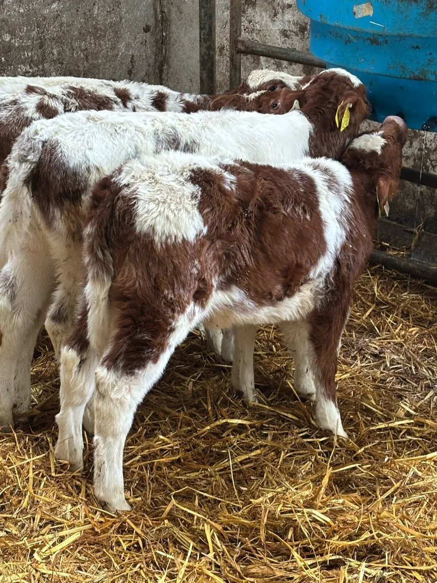 🔥 🔥 RED ROAN HEIFERS 🔥🔥 - Image 2