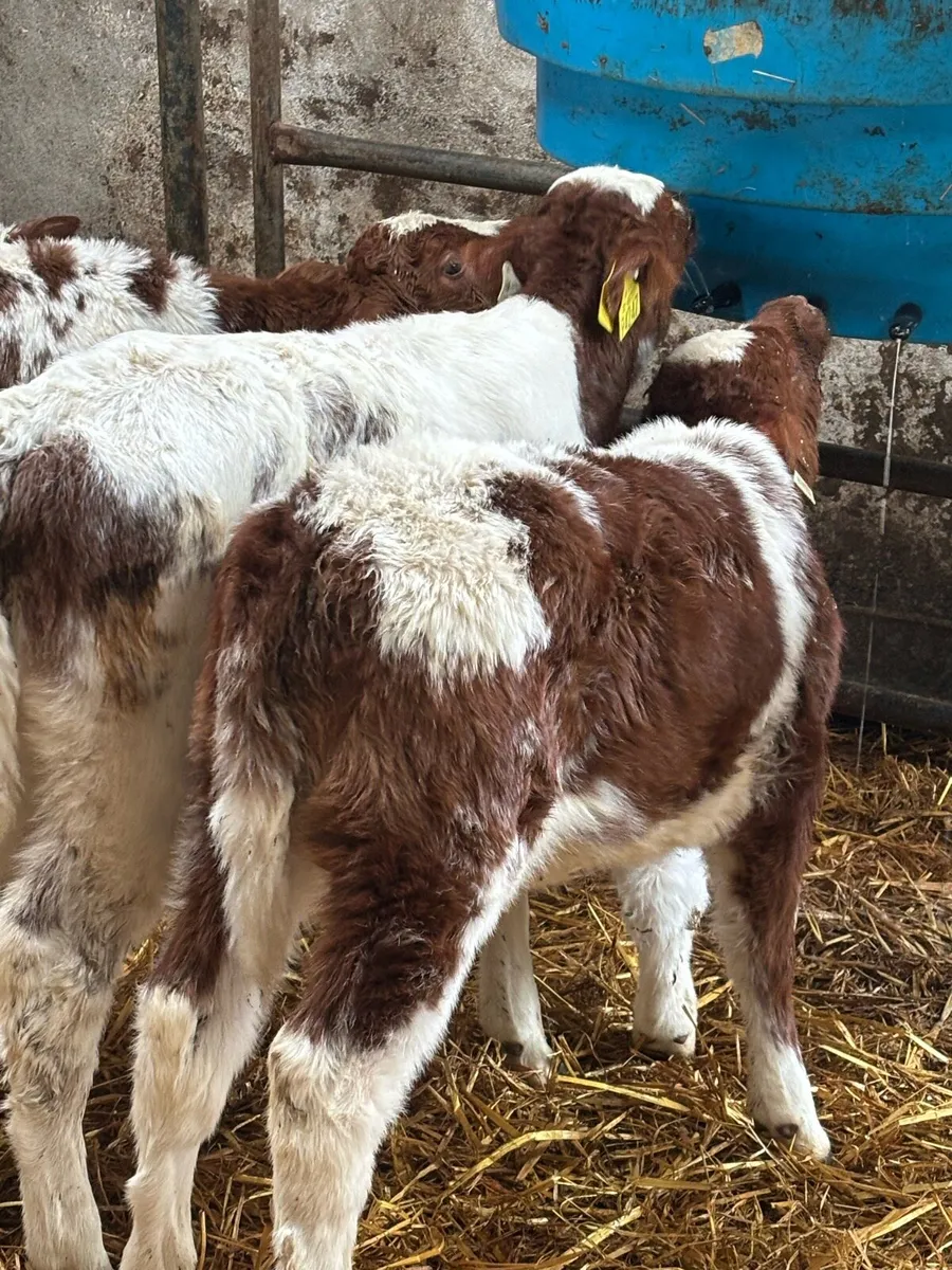🔥 🔥 RED ROAN HEIFERS 🔥🔥 - Image 3