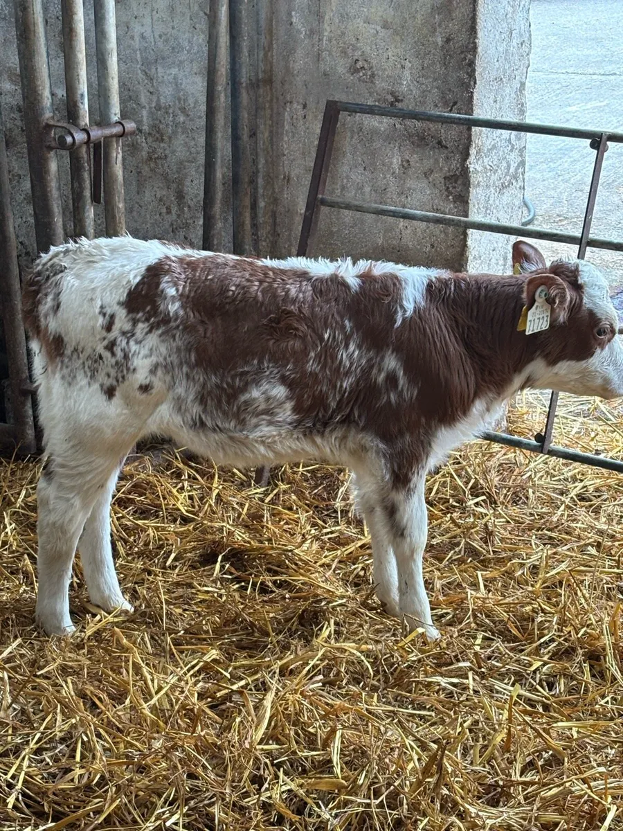 🔥 🔥 RED ROAN HEIFERS 🔥🔥 - Image 4