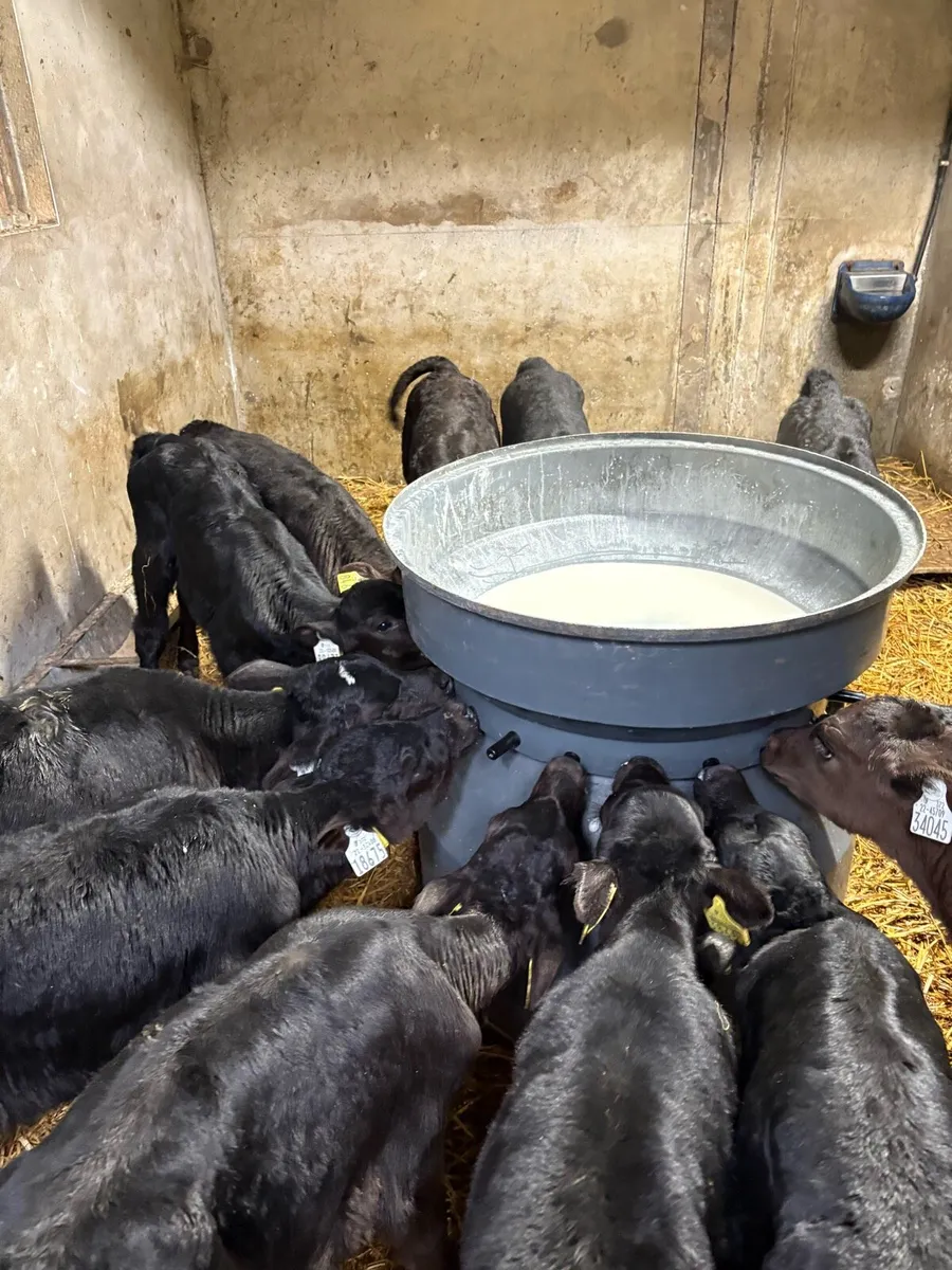 Angus calves - Image 4