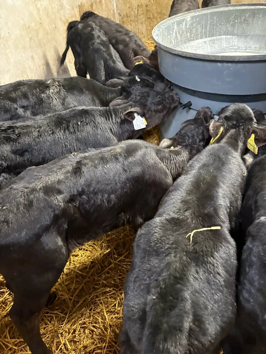 Angus calves - Image 1