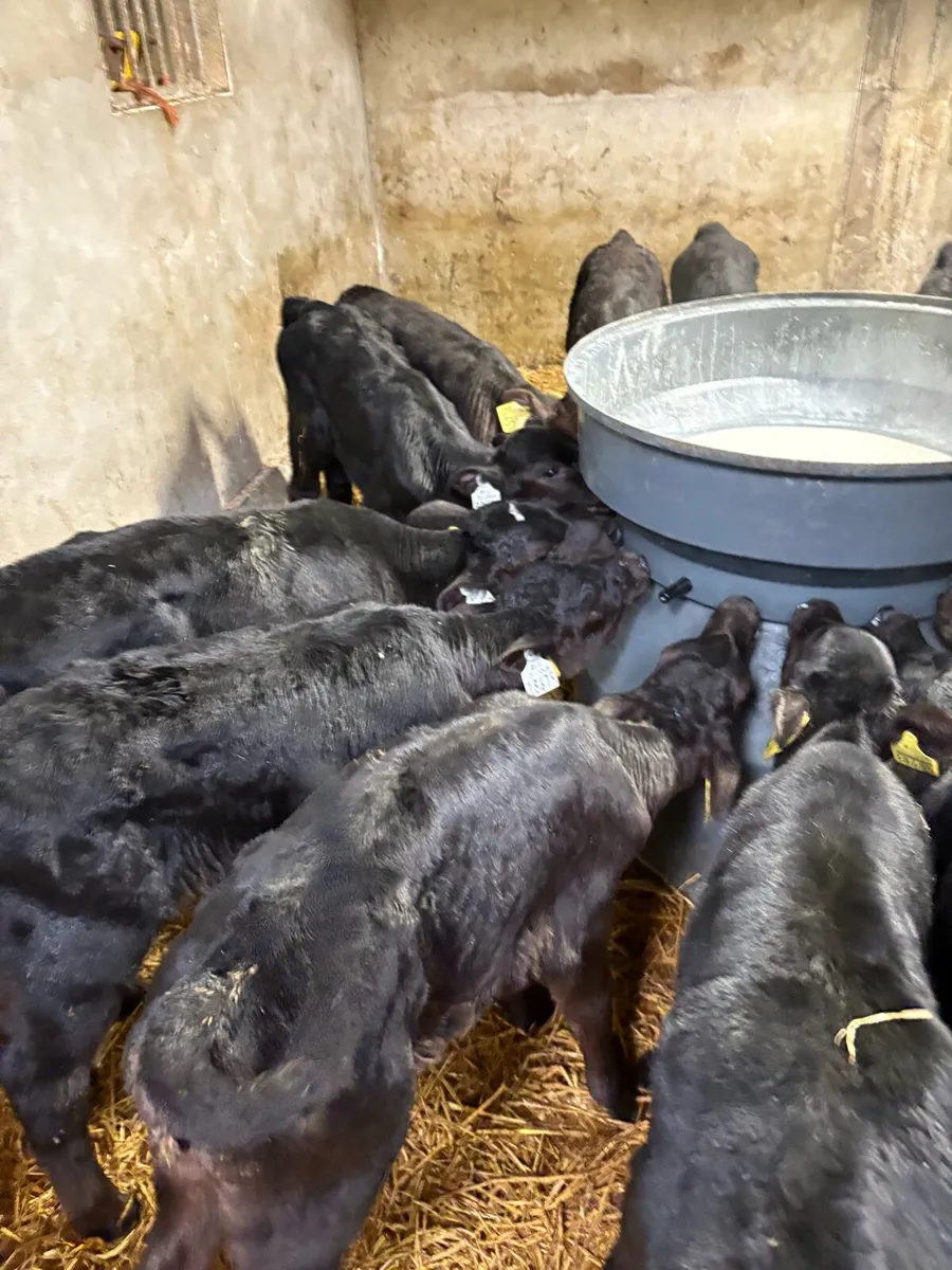 Angus calves - Image 2