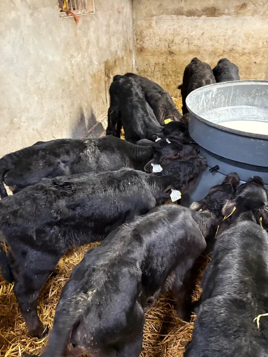 Angus calves - Image 3