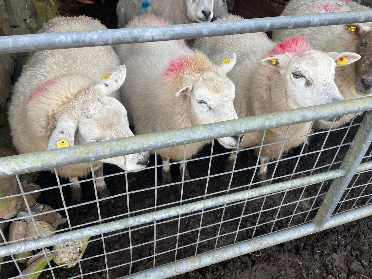 Ewes to lamb + Ewes with lambs at foot - Image 1