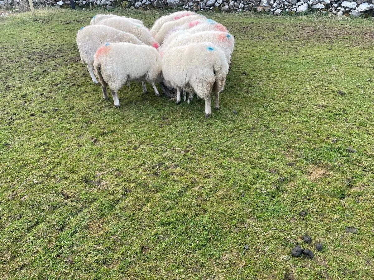 Ewes to lamb + Ewes with lambs at foot - Image 3