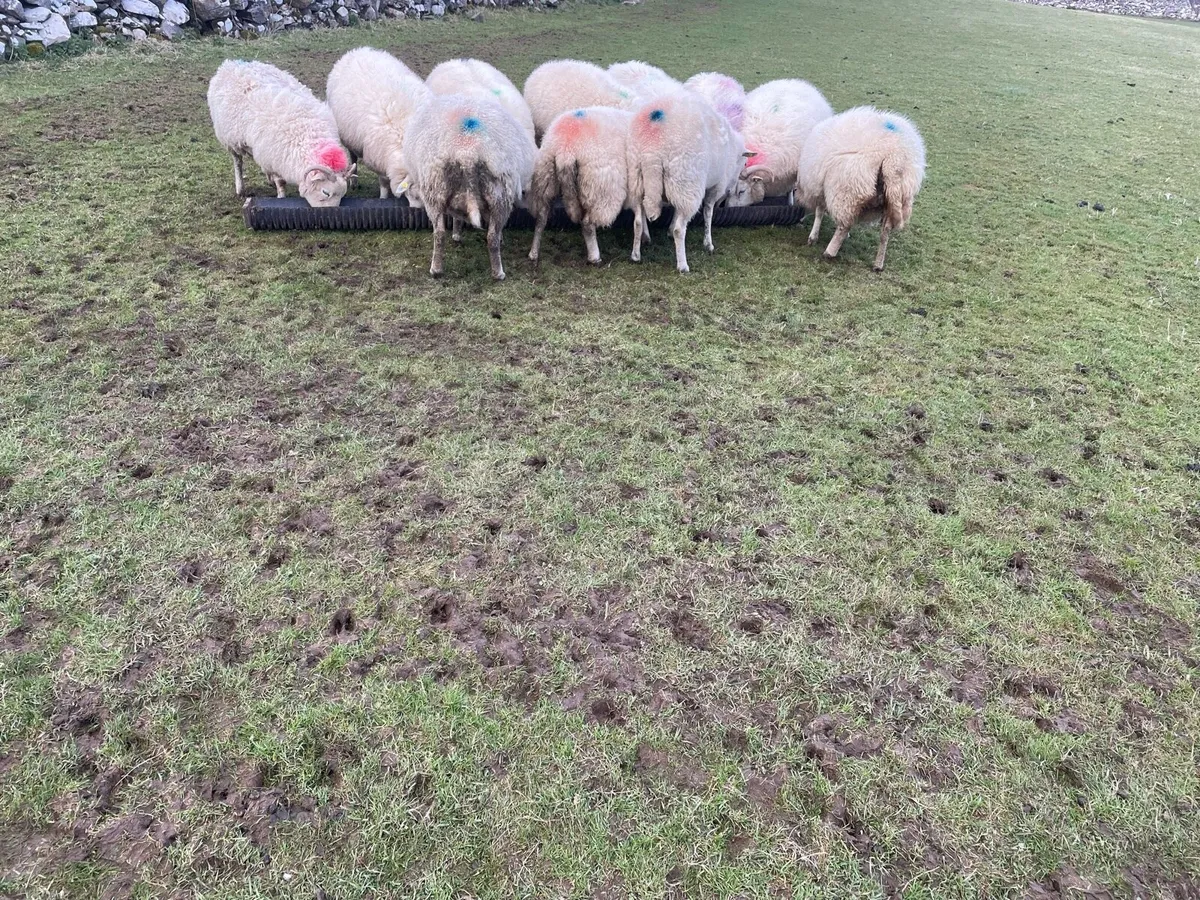 Ewes to lamb + Ewes with lambs at foot - Image 4