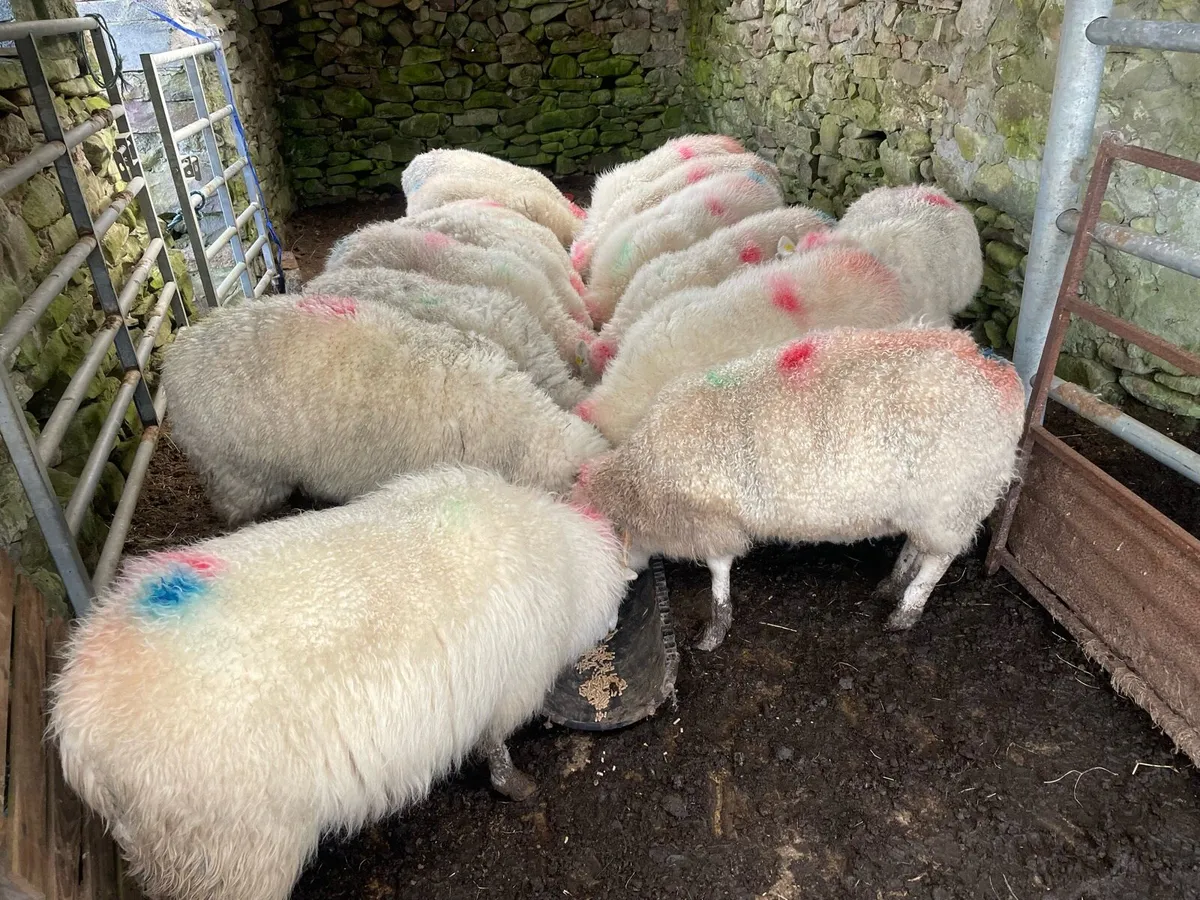 Ewes to lamb + Ewes with lambs at foot - Image 2