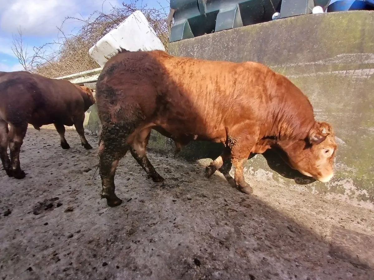 Limousin BULLS - Image 1
