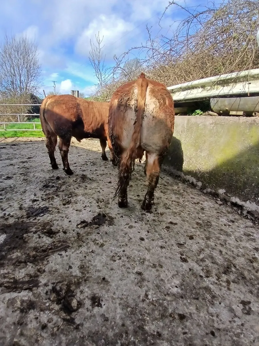 Limousin BULLS - Image 4