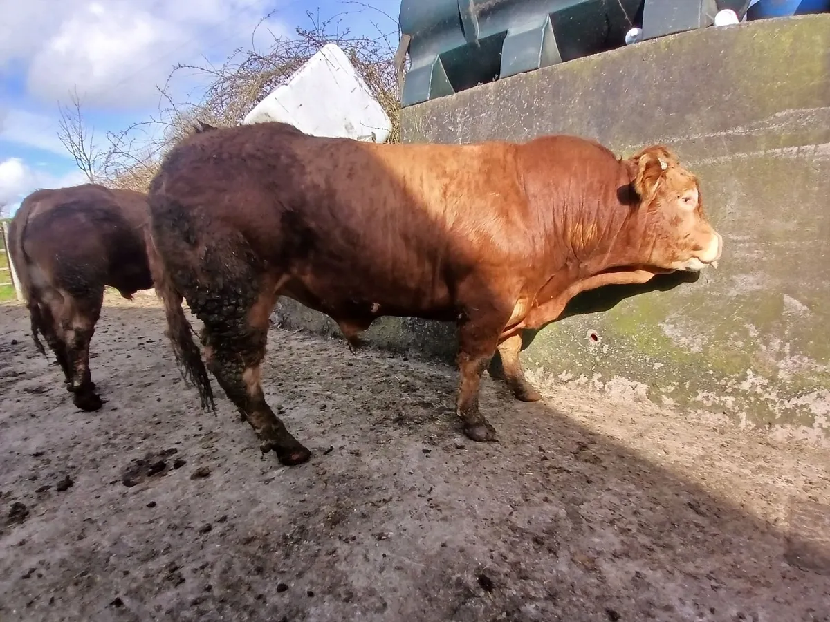 Limousin BULLS - Image 2