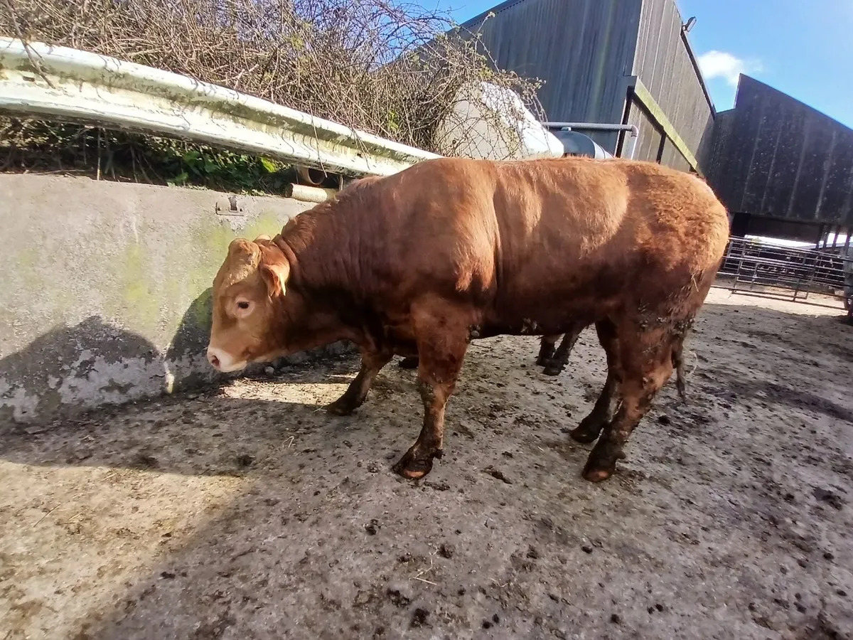 Limousin BULLS - Image 3
