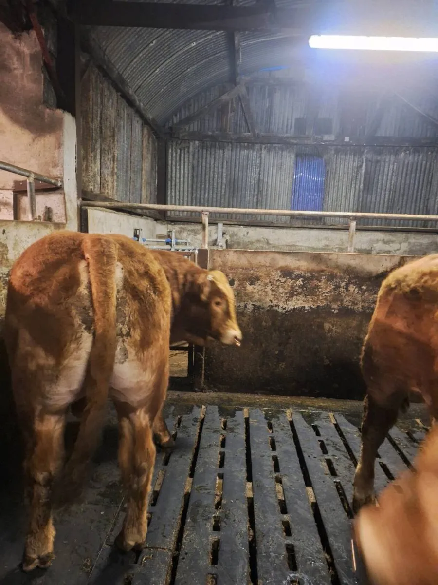 Pbr limousin bulls - Image 1