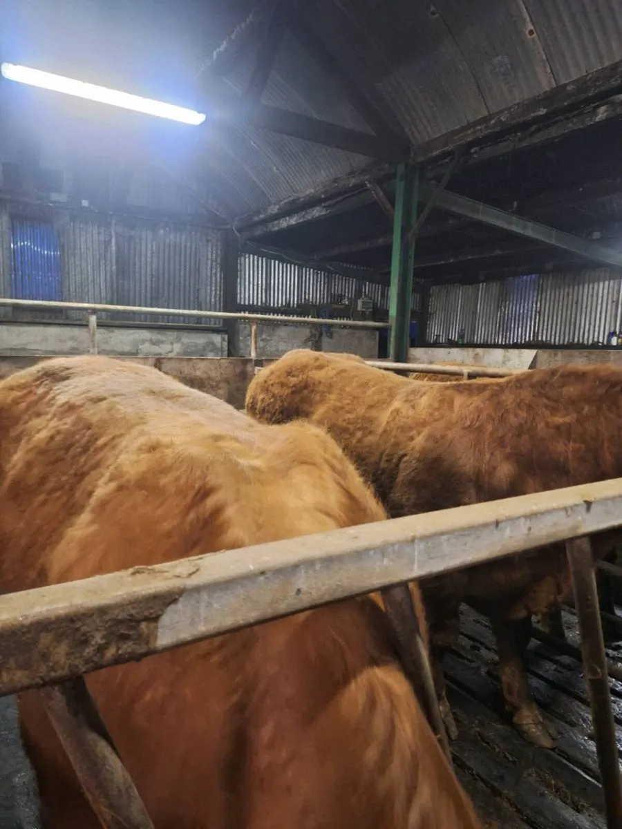 Pbr limousin bulls - Image 2