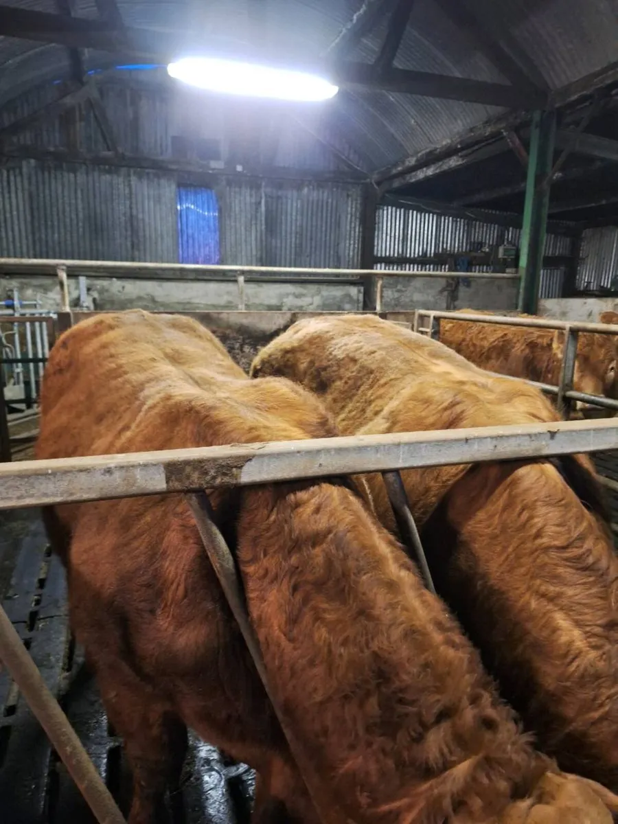 Pbr limousin bulls - Image 3