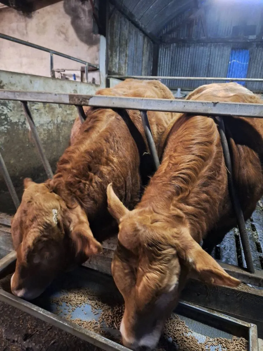 Pbr limousin bulls - Image 4