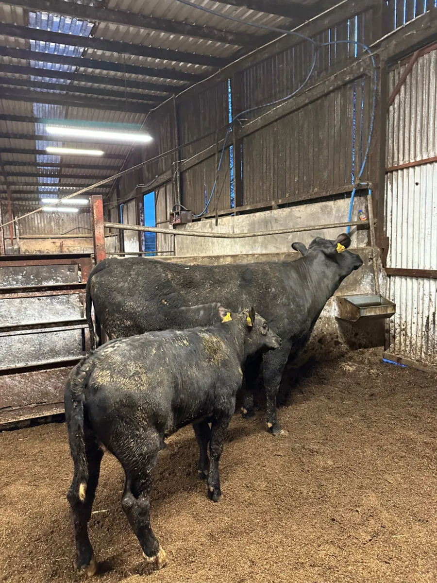 Angus outfit - Image 1