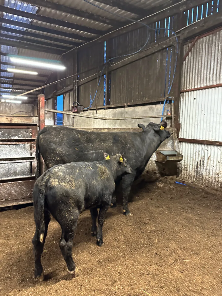 Angus outfit - Image 3