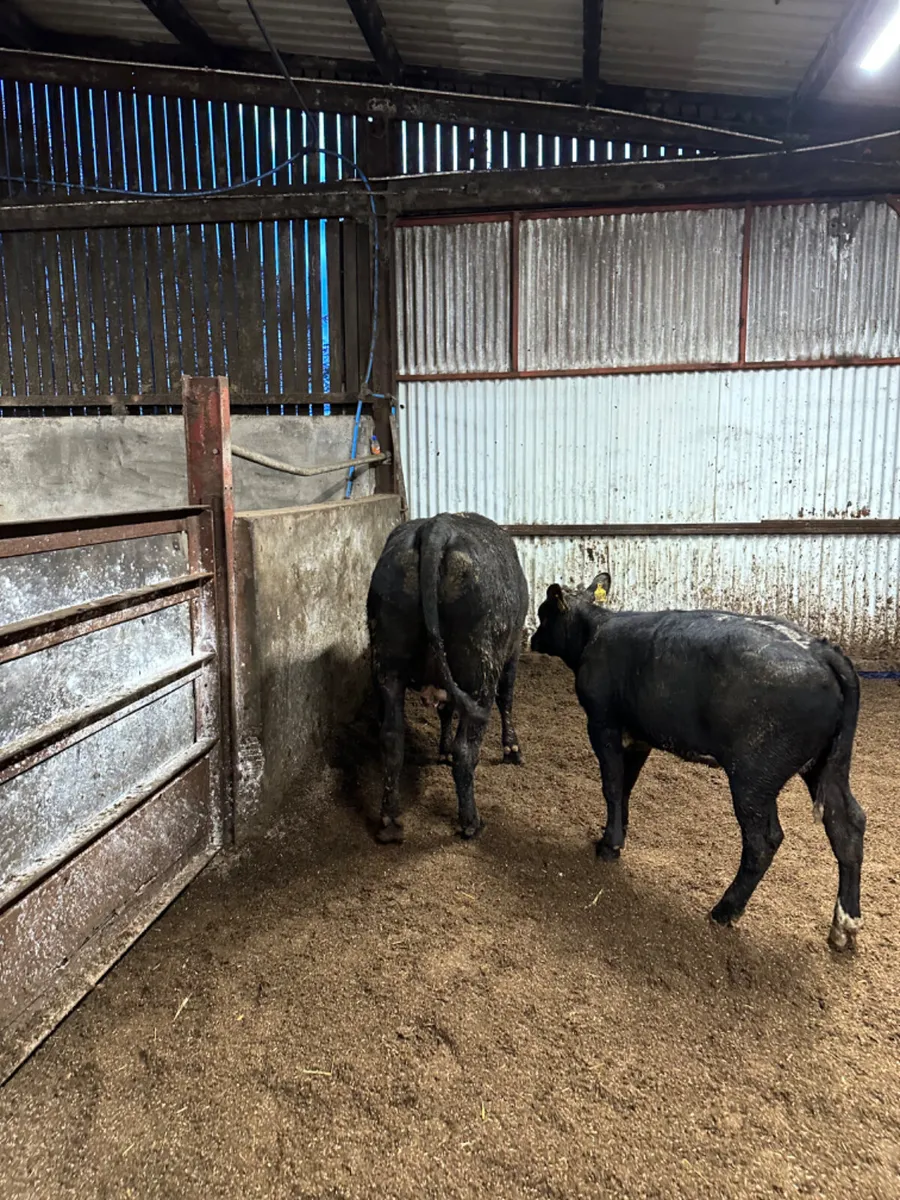 Angus outfit - Image 4