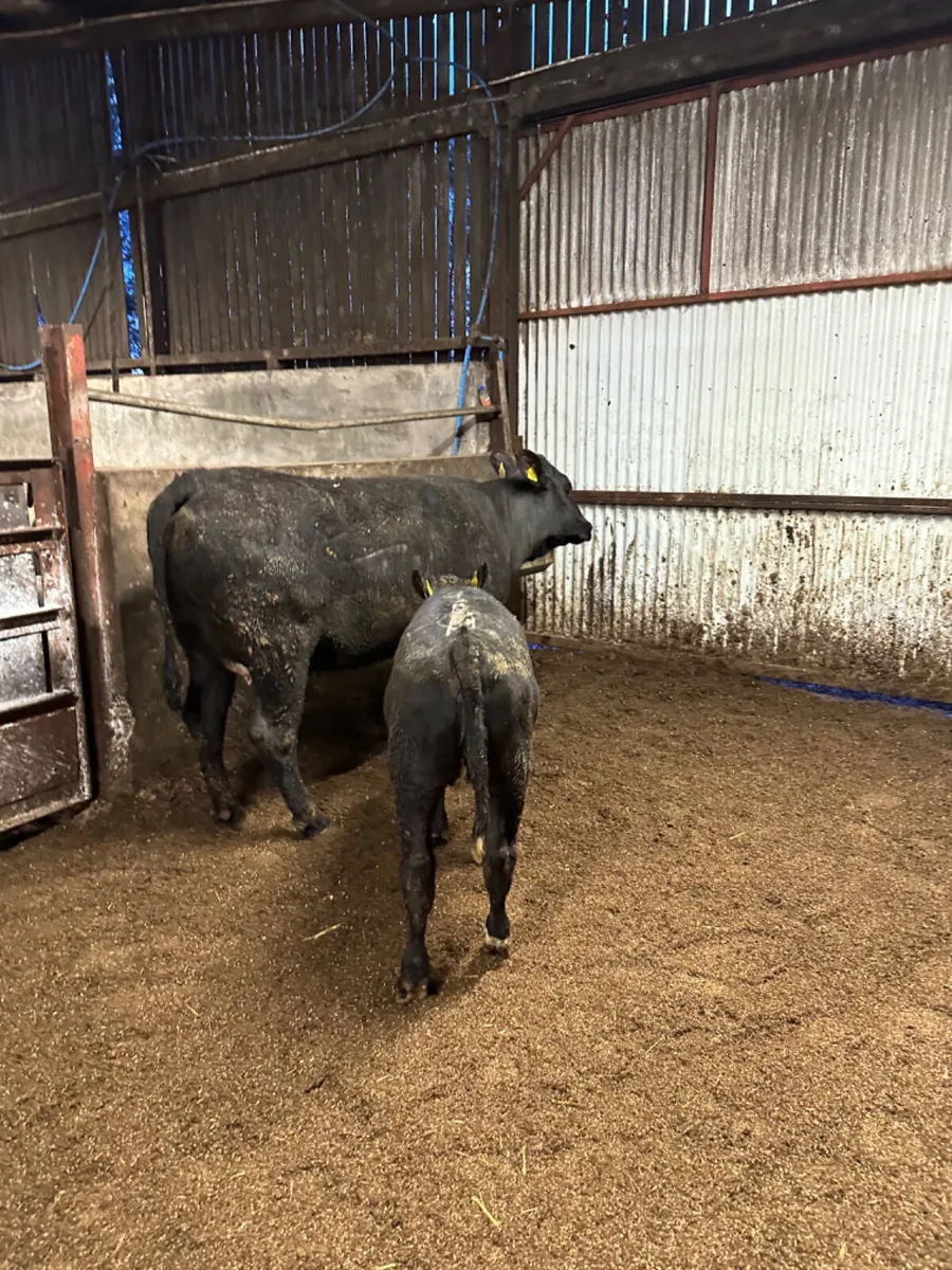 Angus outfit - Image 2