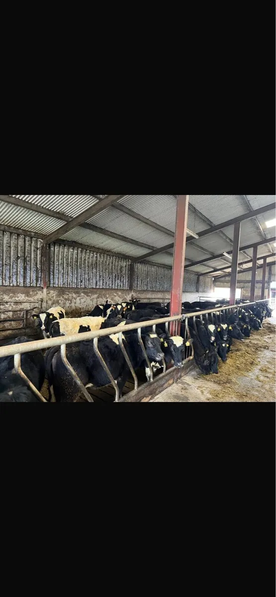 Bulling heifers - Image 3